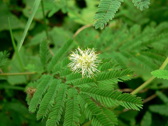 {Desmanthus illinoensis}